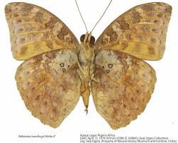 Image result for Hypselodelphys scandens