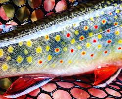We did not find results for: Fishing Virginia S Wild Brook Trout Virginia Dwr