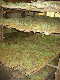 Castello sonnino is situated in torre del romito. Tripadvisor Drying The Grapes ØµÙˆØ±Ø© Castello Sonnino Montespertoli