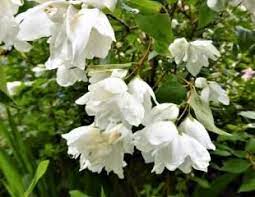 We have put this together in case you love to have flowers in your home but aren't sure which ones would be the best to use in what type of situation or room. 20 Best Scented Plants For Your Garden