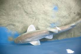 A heart chamber that receives blood. Inside Dubai S Remarkable Shark Breeding Programme At Atlantis