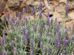 Image result for Lavandula dentata