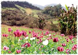 Tiada kenaikan dalam kos bahan mentah atau kos buruh. Candu Definition And Synonyms Of Candu In The Malay Dictionary