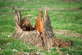 Author how do i take up a tree stump? 3 Tricks To Removing Stumps Cottage Life
