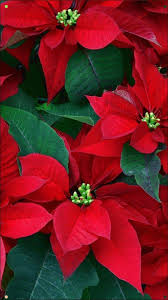 Poinsettia The Flower Of Christmas Care Tips Home And Garden Decoration Ideas In 2020 Christmas Flowers Poinsettia Plant Christmas Poinsettia