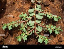 Image result for Euphorbia inaequilatera