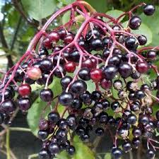 10 More Wild Plants You Can Eat Survival At Home Elderberry Syrup Recipe Elderberry Syrup Elderberry