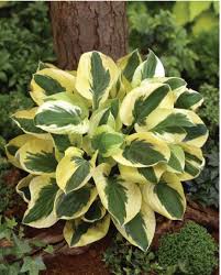 We did not find results for: Shade Perennial Garden Sunnyside Gardens Minneapolis