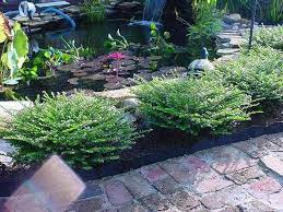 Love Mexican Heather And How Evenly It Grows A Perennial In Zone 9 11 Phoenix Is 9b So Should Work Desert Landscape Front Yard Outdoor Plants House Landscape