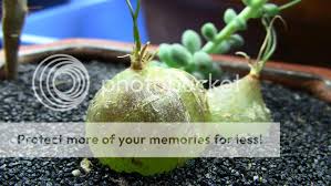 Image result for Schizobasis intricata