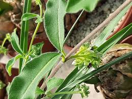 Image result for Raphionacme lanceolata