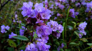 Maybe you would like to learn more about one of these? Neelakurinji The Wonder Flower To Bloom After 12 Years Kerala Will Soon Turn Blue