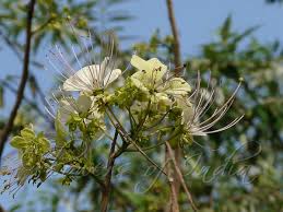 Image result for Crateva