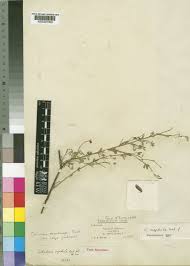 Image result for Crotalaria monteiroi