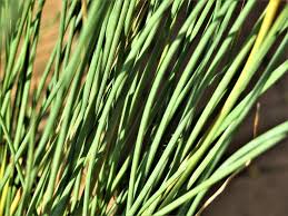 Image result for Juncus lomatophyllus