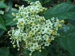 Image result for Tarenna pavettoides