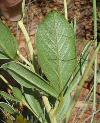 Image result for Pearsonia cajanifolia