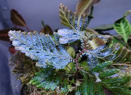 Image result for Selaginella chevalieri