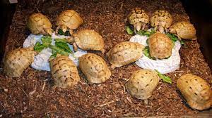 Golden Greek Tortoises Reptiles Magazine