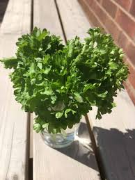 This tutorial is to show you how you can keep cilantro fresh in the fridge longer with two simple methods by using paper towel. How To Keep Supermarket Herbs Alive Longer Homegrown Herb Garden