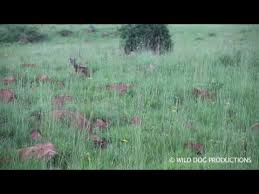 Call Of The Jackal Youtube