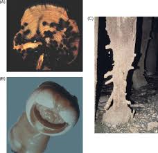 Image result for Cyperus breviradius