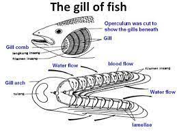 Maybe you would like to learn more about one of these? Respiration In Animals Through Skin Body Wall Videos And Examples
