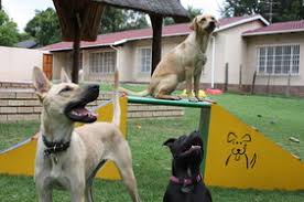 A comfortable and caring place to leave your furry friend. Happy Tails Doggy Daycare