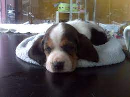 Pictures Of Bassett Hound Puppies Basset Hound Puppy Pets La Mirada Ca Recycler Com Basset Hound Puppy Hound Puppies Bassett Hound