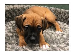 Not sure what pet is right for you? Boxer Puppies Petland San Antonio