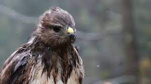 European nature information system web site, eunis database, biological diversity, european environment, species, habitat types, sites, designations Success Is Following The Pattern Of Life One Enjoys Most Happyember Deeply Silent Music Youtube