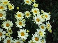 A fantastic new form with frilly double flowers every summer from june through to september. Leucanthemum Maximum Broadway Lights About Garden Com