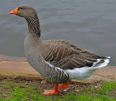 As far as geese go, the large dewlap toulouse variety gives you plenty to look. Toulouse Geese For Sale Waterfowl Hatchery Cackle Hatchery