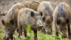 Because wild meat is much more lean, make sure not to overcook it. Feral Swine Bomb American Feral Hog Population Is Ballooning Usda Reports Abc7 Chicago