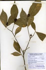 Image result for Rinorea