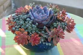 A zillion things home · top brands & styles · up to 70% off Reader Photo Ditch The Flowers Grow Succulents Finegardening