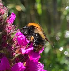 Image result for Bombus pascuorum pallidofacies