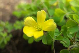 カタバミの花言葉と和名は 花の色 品種 分布など特徴をまとめて解説 暮らし の