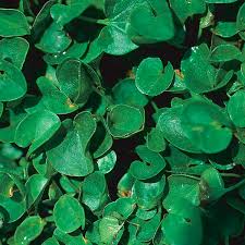 Image result for Dichondra micrantha