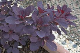 Of course, no one can entirely predict how tall an individual tree will grow. Cotinus Coggygria Royal Purple