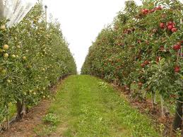 We did not find results for: Fruit Research And Extension Projects Receive Funding From Industry Groups Penn State University