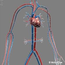 Cardiovascular Human Organ 3d Model Cardiovascular Human Organ Organs