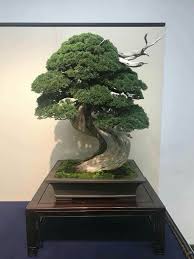 Pin Von Sukianto Atmo Auf Bonsai Show Bonsai Bonsai Baum Kleine Baume