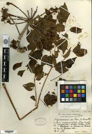 Image result for Astropanax goetzenii