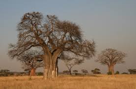 Image result for Adansonia digitata
