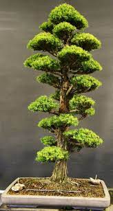 Natural and artificial cedar bonsai trees for decoration. Japanese Cedar Bonsai John Milton Bonsai Bonsai Tree Types Bonsai Tree Care Bonsai Seeds