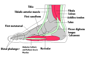 Foot Muscles And Tendons Footmech Podiatry