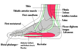 foot muscles and tendons footmech podiatry