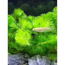 何が違うんだ金魚藻 きんぎょそう カボンバ アナカリス マツモ 3種の水草の選び方とは Sakana Tachihara Com 水槽で飼える生き物たち