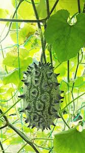 小さな庭の画像 by torihitoさん 小さな庭と夏野菜フォトコンテストと夏野菜と家庭菜園 家庭菜園 夏野菜 小さな庭